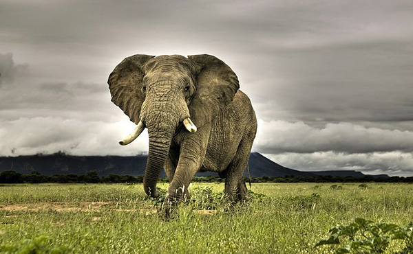 South-Africa